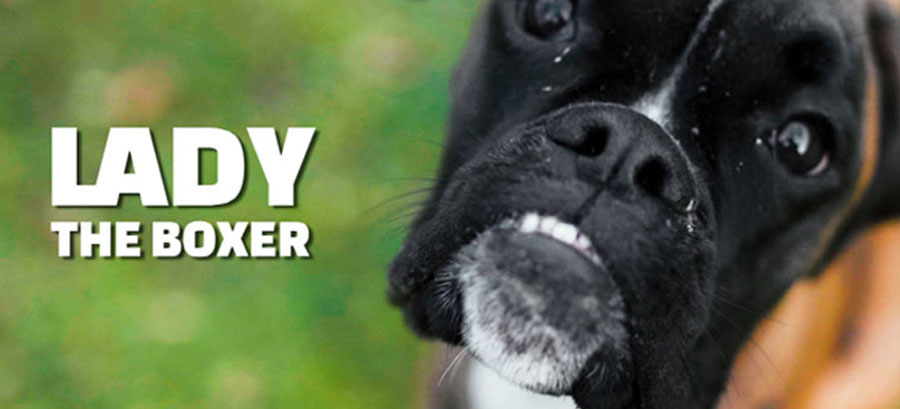 Nemški bokser (snemanje domače živali)